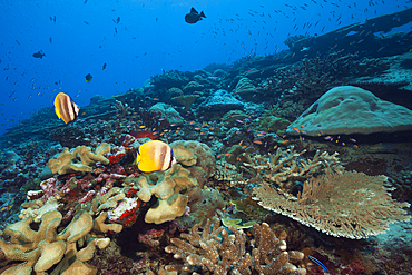 Kleins Butterflyfish over Coral Reef, Chaetodon kleinii, Christmas Island, Australia