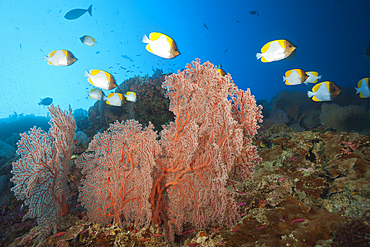 Shoal of Pyramid Butterflyfish, Hemitaurichthys polyepis, Christmas Island, Australia