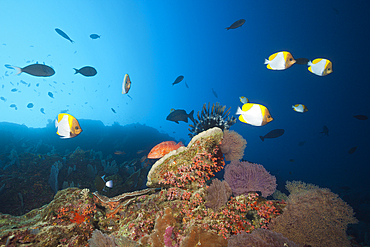 Shoal of Pyramid Butterflyfish, Hemitaurichthys polyepis, Christmas Island, Australia