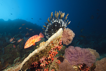 Coral Grouper in Coral Reef, Cephalopholis miniata, Christmas Island, Australia