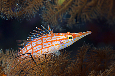 Longnose Hawkfish, Oxycirrhites typus, Christmas Island, Australia