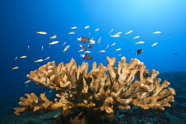 Shoal of Yellowback Anthias, Pseudanthias evansi, Christmas Island, Australia