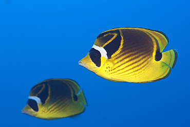 Pair of Racoon Butterflyfish, Chaetodon lunula, Christmas Island, Australia