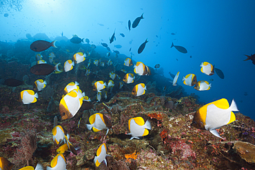 Shoal of Pyramid Butterflyfish, Hemitaurichthys polyepis, Christmas Island, Australia