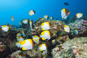 Shoal of Pyramid Butterflyfish, Hemitaurichthys polyepis, Christmas Island, Australia