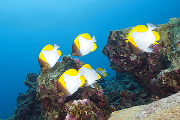 Shoal of Pyramid Butterflyfish, Hemitaurichthys polyepis, Christmas Island, Australia