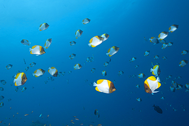 Shoal of Pyramid Butterflyfish, Hemitaurichthys polyepis, Christmas Island, Australia