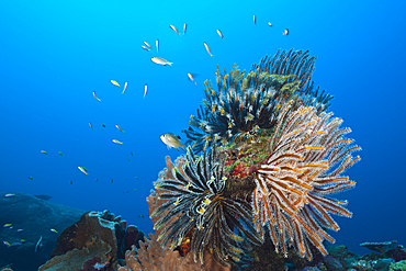 Feather Star in Coral Reef, Comantheria sp., Christmas Island, Australia