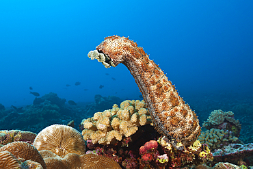 Striated Sea Cucumber, Bohadschia graeffei, Christmas Island, Australia