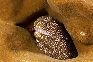 White-spotted Moray, Gymnothorax meleagris, Christmas Island, Australia