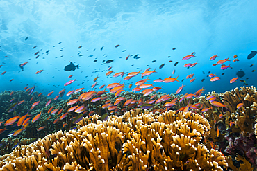 Shoal of Redfin Anthias, Pseudanthias dispar, Christmas Island, Australia