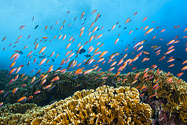 Shoal of Redfin Anthias, Pseudanthias dispar, Christmas Island, Australia