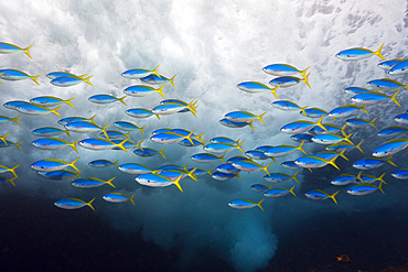 Shoal of Yellowback Fusilier, Caesio teres, Christmas Island, Australia