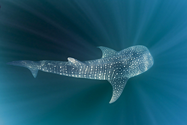 Whale Shark, Rhincodon typus, Christmas Island, Australia