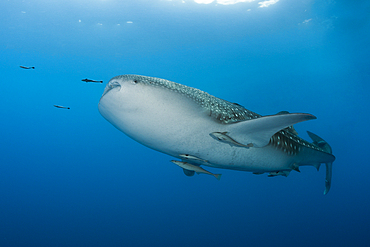 Whale Shark, Rhincodon typus, Christmas Island, Australia