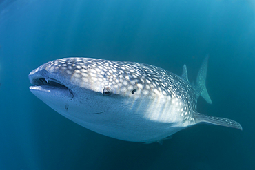 Whale Shark, Rhincodon typus, Christmas Island, Australia