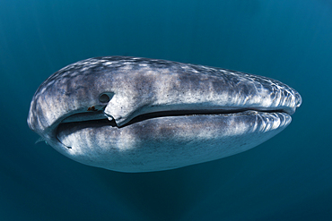 Whale Shark, Rhincodon typus, Christmas Island, Australia