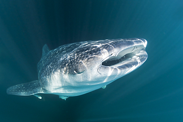 Whale Shark, Rhincodon typus, Christmas Island, Australia