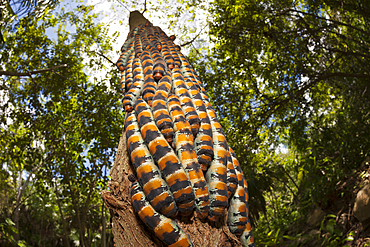 Caterpillars of Giant Silk Moth, Arsenura armida, Cancun, Yucatan, Mexico