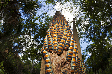 Caterpillars of Giant Silk Moth, Arsenura armida, Cancun, Yucatan, Mexico