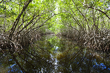 Mangroves, Cancun, Yucatan, Mexico