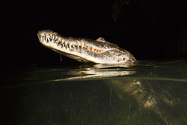 Morelets Crocodile hunting at Night, Crocodylus moreletii, Cancun, Yucatan, Mexico