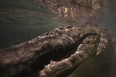 Morelets Crocodile hunting at Night, Crocodylus moreletii, Cancun, Yucatan, Mexico