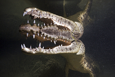 Morelets Crocodile hunting at Night, Crocodylus moreletii, Cancun, Yucatan, Mexico