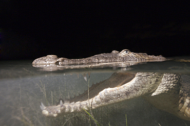 Morelets Crocodile hunting at Night, Crocodylus moreletii, Cancun, Yucatan, Mexico