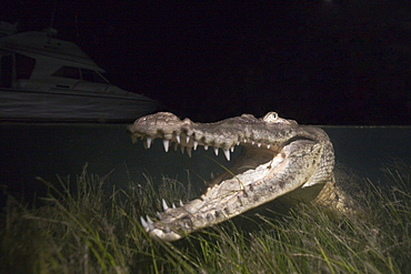 Morelets Crocodile hunting at Night, Crocodylus moreletii, Cancun, Yucatan, Mexico