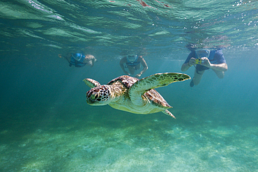 Snorkelers watching Green Sea Turtle, Chelonia mydas, Akumal, Tulum, Mexico