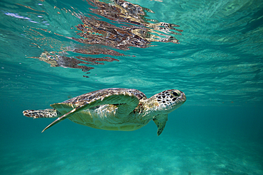 Green Sea Turtle, Chelonia mydas, Akumal, Tulum, Mexico