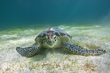 Green Sea Turtle, Chelonia mydas, Akumal, Tulum, Mexico