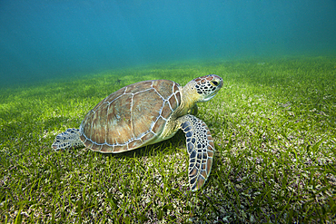 Green Sea Turtle, Chelonia mydas, Akumal, Tulum, Mexico