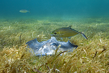 Southern Stingray on Seagrass, Dasyatis americana, Akumal, Tulum, Mexico