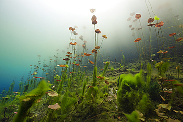 Water Lilies in Car Wash Cenote Aktun Ha, Tulum, Yucatan, Mexico