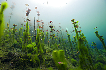 Water Lilies in Car Wash Cenote Aktun Ha, Tulum, Yucatan, Mexico