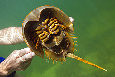 Underside of Horseshoe Crab, Limulus polyphemus, Cancun, Yucatan, Mexico