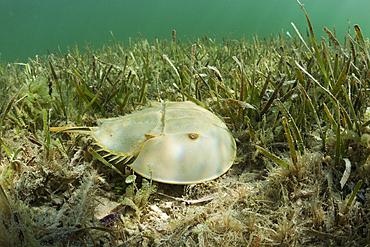 Horseshoe Crab in Mangroves, Limulus polyphemus, Cancun, Yucatan, Mexico