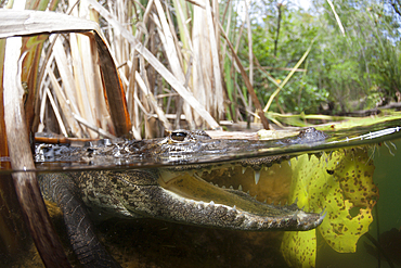 Morelets Crocodile, Crocodylus moreletii, Cancun, Yucatan, Mexico