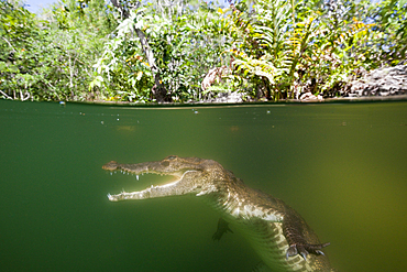 Morelets Crocodile, Crocodylus moreletii, Cancun, Yucatan, Mexico