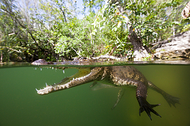 Morelets Crocodile, Crocodylus moreletii, Cancun, Yucatan, Mexico