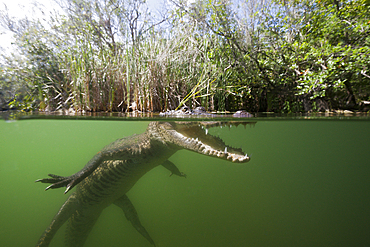 Morelets Crocodile, Crocodylus moreletii, Cancun, Yucatan, Mexico