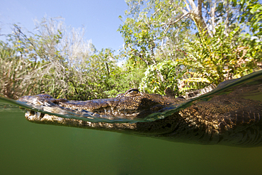 Morelets Crocodile, Crocodylus moreletii, Cancun, Yucatan, Mexico