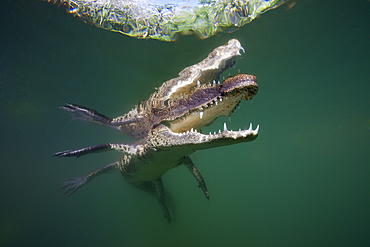 Morelets Crocodile, Crocodylus moreletii, Cancun, Yucatan, Mexico