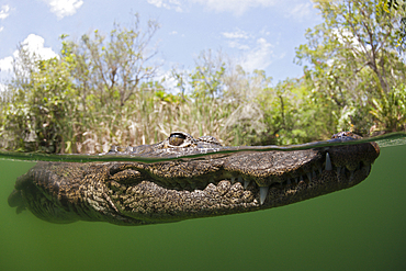 Morelets Crocodile, Crocodylus moreletii, Cancun, Yucatan, Mexico