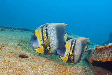 Cortez Angelfishes at Fang Ming Wreck, Pomacanthus zonipectus, La Paz, Baja California Sur, Mexico