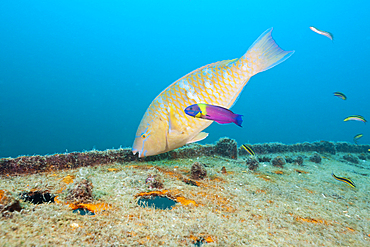 Blue-barred Parrotfish at Fang Ming Wreck, Scarus ghobban, La Paz, Baja California Sur, Mexico