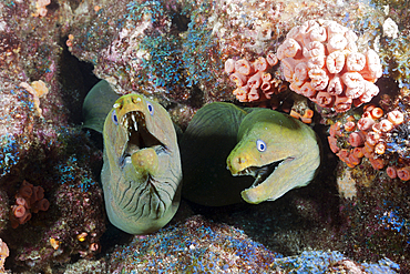 Group of Panamic Green Moray Eel hiding in Reef, Gymnothorax castaneus, La Paz, Baja California Sur, Mexico