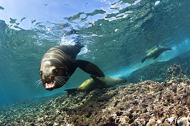 California Sea Lion Bull, Zalophus californianus, La Paz, Baja California Sur, Mexico